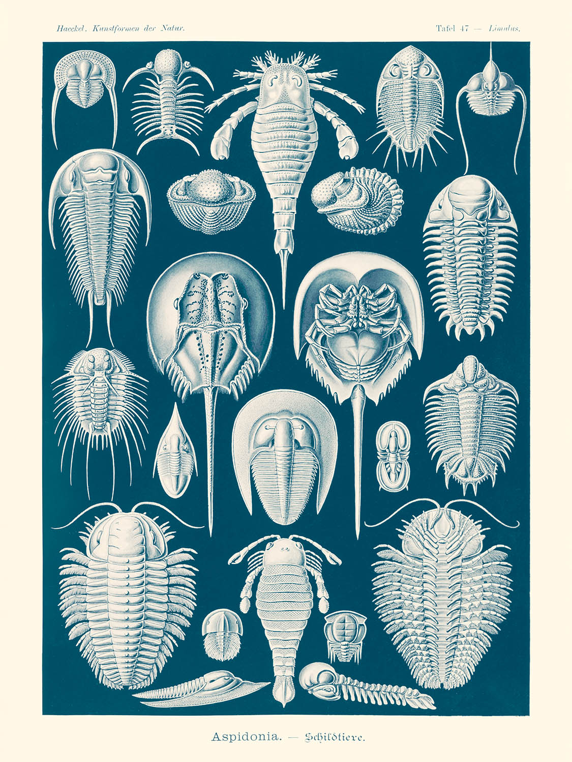 Horseshoe Crab (Aspidonia Schildtiere) by Ernst Haeckel, 1904