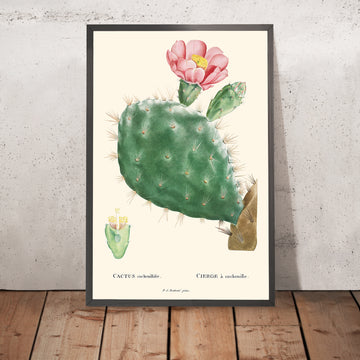 Illustration botanique de Cactus Cochenillifer par Pierre-Joseph Redouté, 1827 