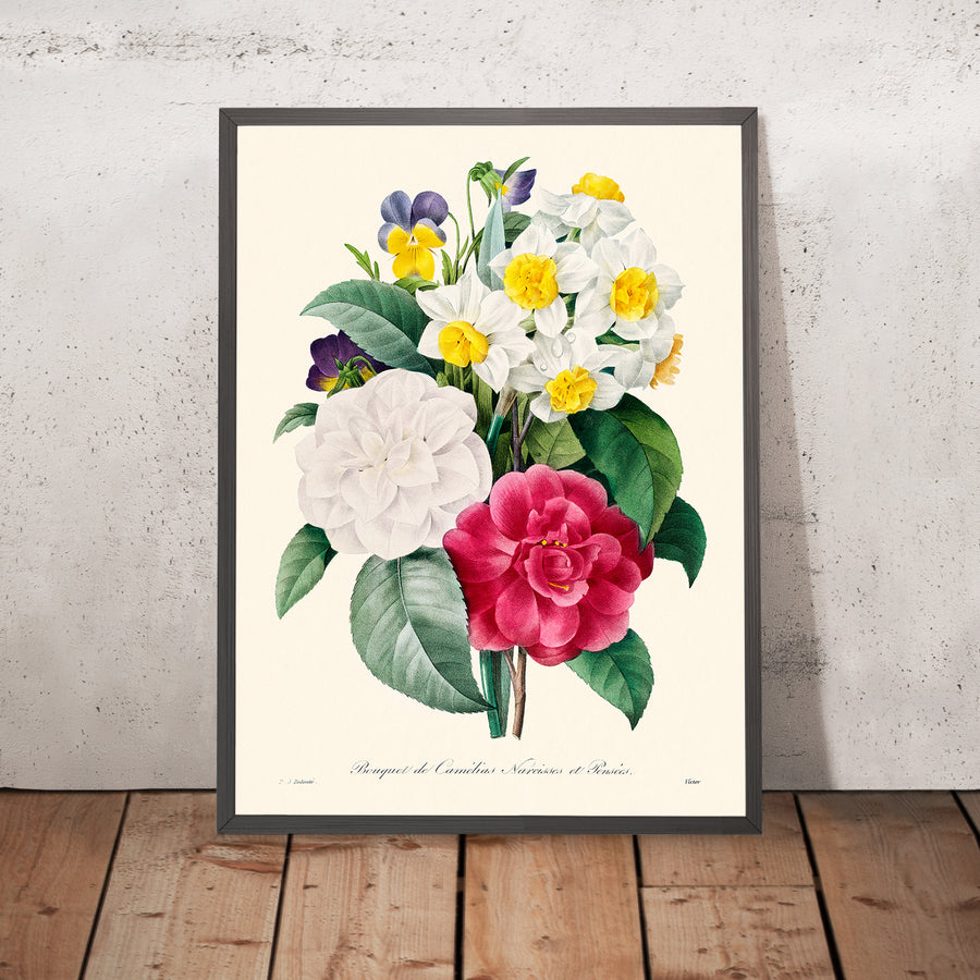 Ilustración botánica de Camellia Narcissus por Pierre-Joseph Redouté, 1827 