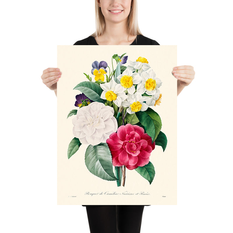 Ilustración botánica de Camellia Narcissus por Pierre-Joseph Redouté, 1827 