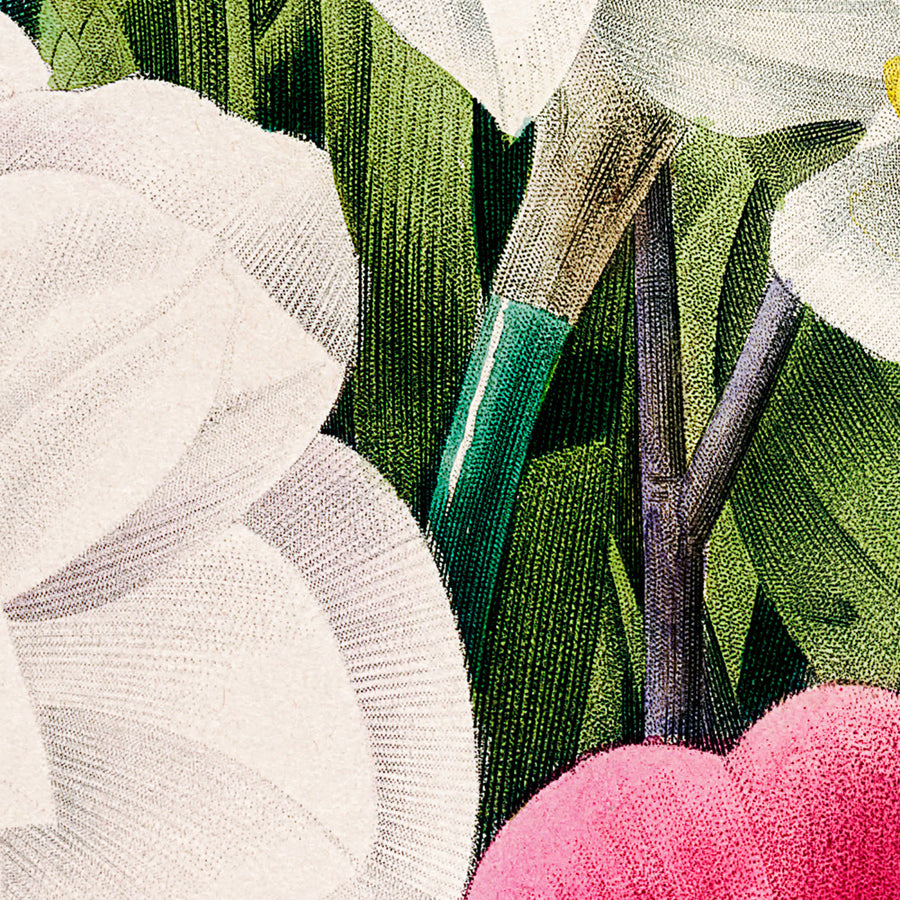 Ilustración botánica de Camellia Narcissus por Pierre-Joseph Redouté, 1827 