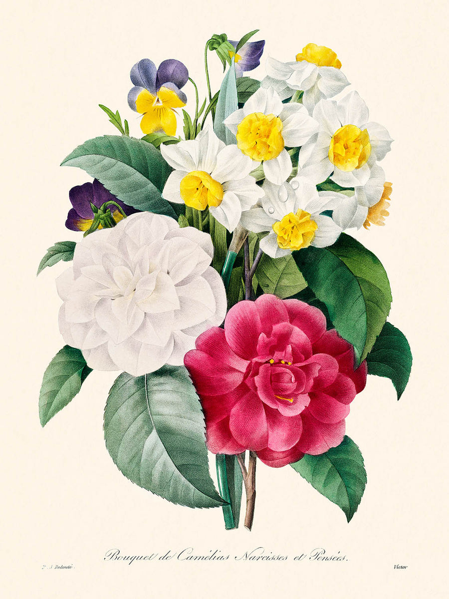 Ilustración botánica de Camellia Narcissus por Pierre-Joseph Redouté, 1827 