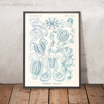 Medusa a campana (Ctenophorae Kammquallen) di Ernst Haeckel, 1904 