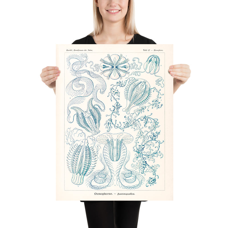 Medusa a campana (Ctenophorae Kammquallen) di Ernst Haeckel, 1904 