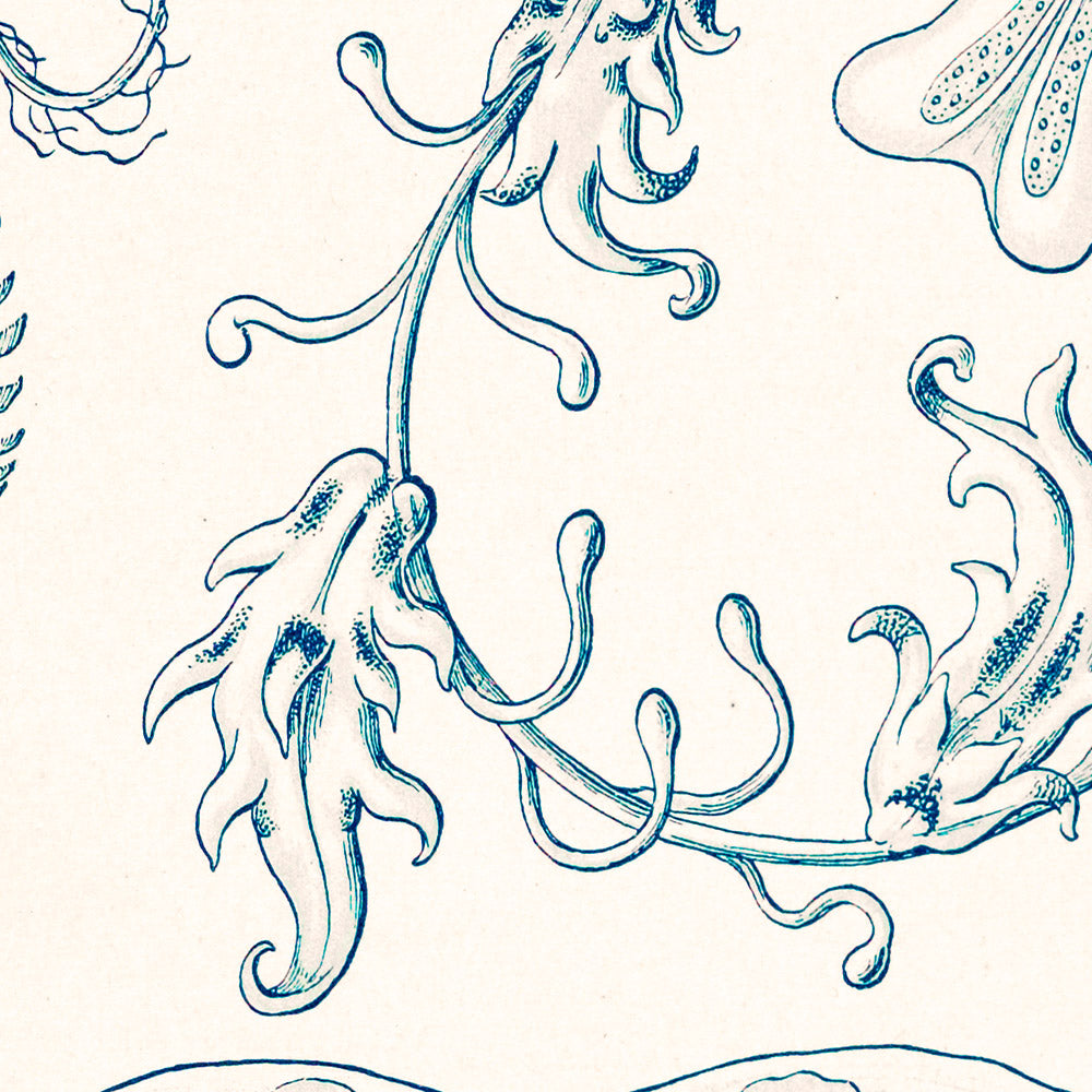 Comb Jellyfish (Ctenophorae Kammquallen) by Ernst Haeckel, 1904