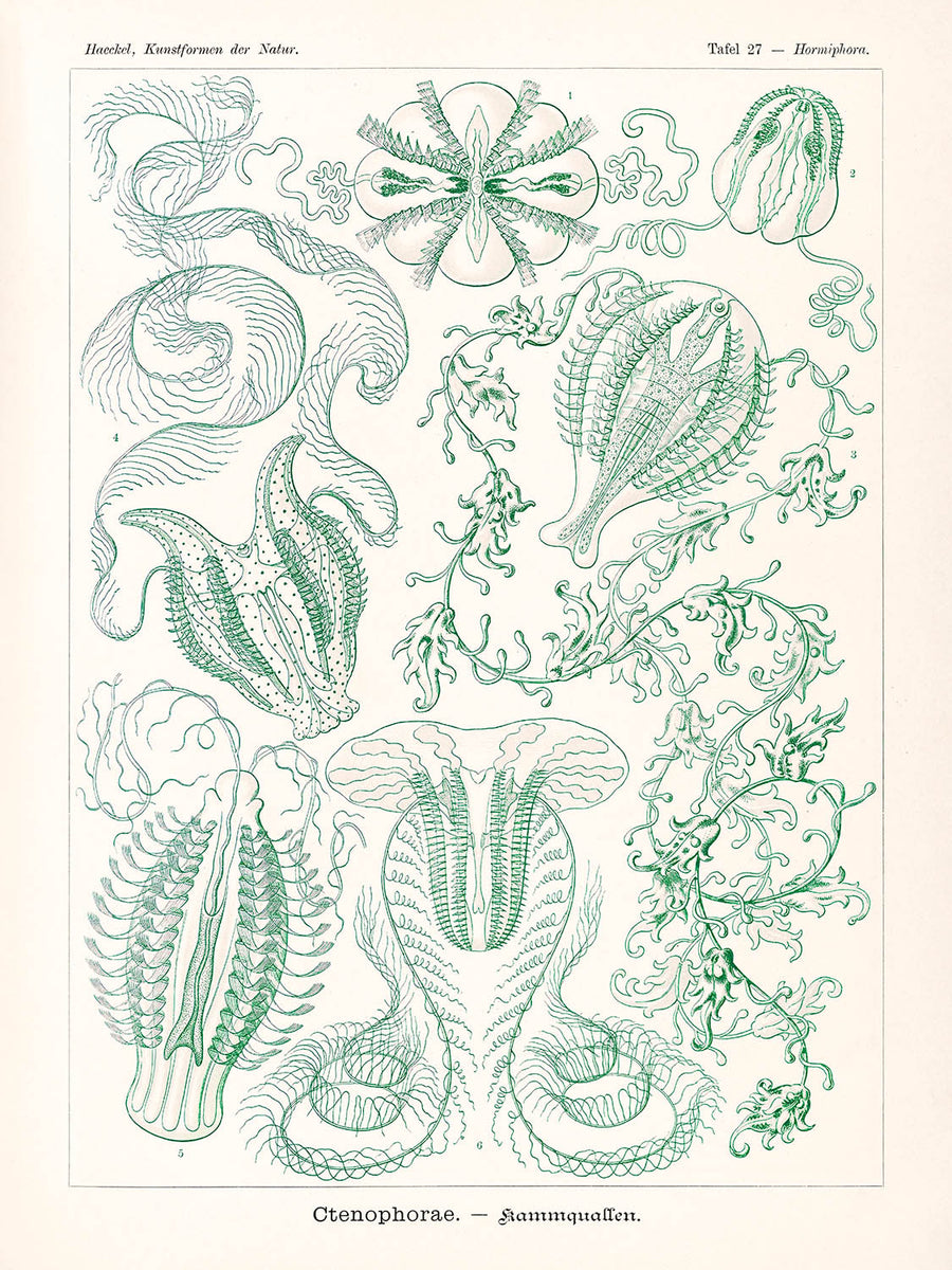 Medusa a campana (Ctenophorae Kammquallen) di Ernst Haeckel, 1904 