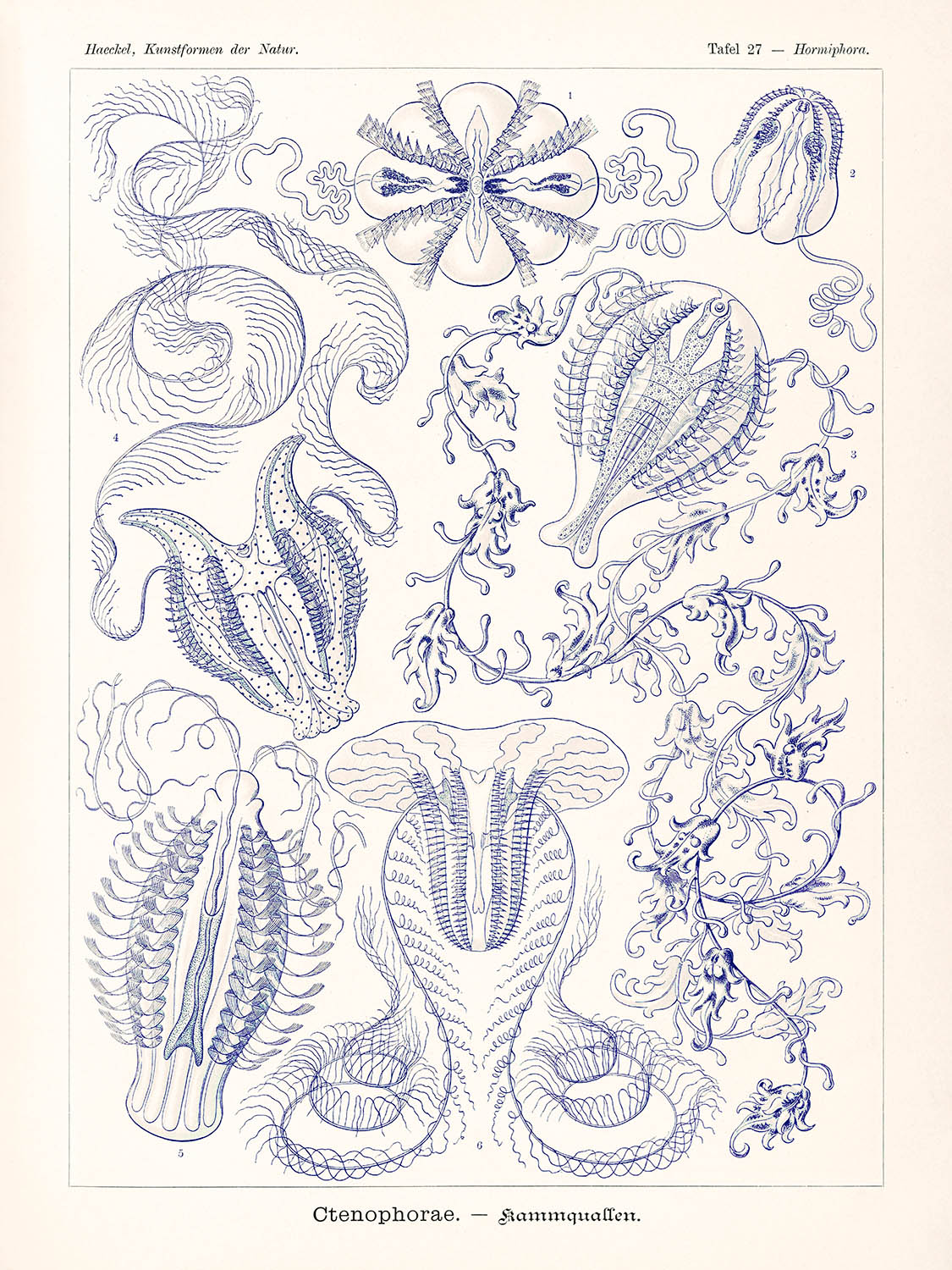 Medusas de Ernst Haeckel, 1904