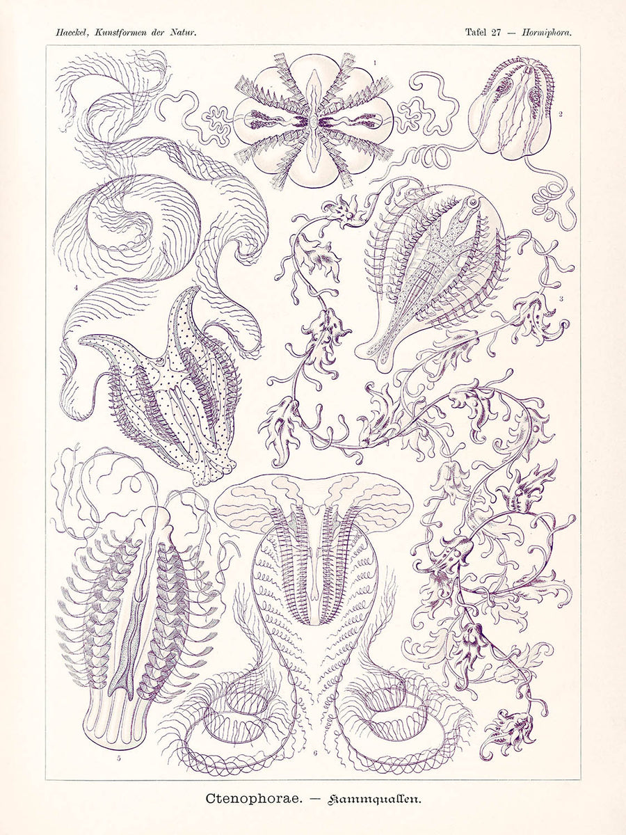 Medusa a campana (Ctenophorae Kammquallen) di Ernst Haeckel, 1904 