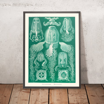 Medusa a scatola (Cubomedusae Wüfrelquallen) di Ernst Haeckel, 1904 