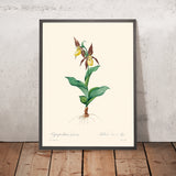 Cypripedium Calceolus (Orchidea della Pantofola della Signora) di Pierre-Joseph Redouté, 1827 