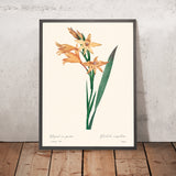 Botanische Illustration von Gladiolus von Pierre-Joseph Redouté, 1827 