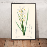 Illustration botanique de l'Iris à bandes dorées par Pierre-Joseph Redouté, 1827 