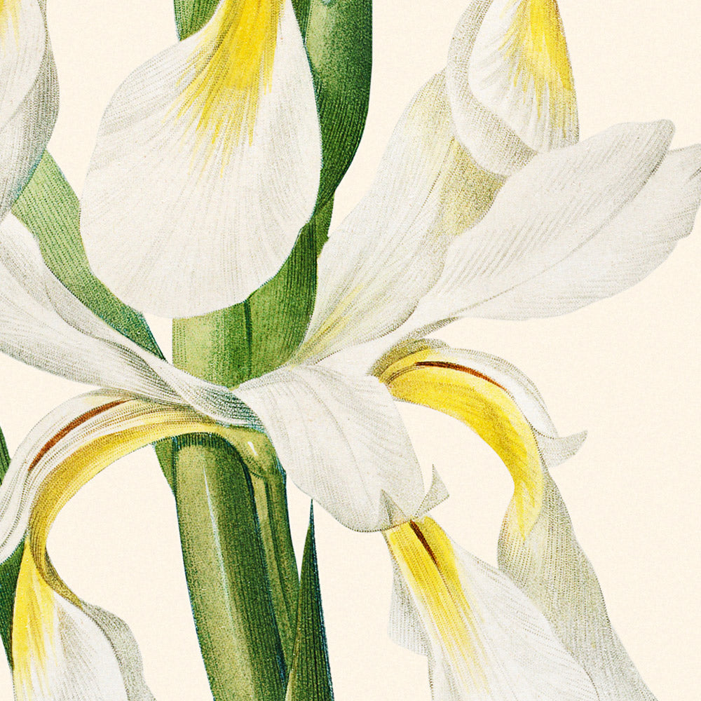Gold-Banded Iris Botanical Illustration by Pierre-Joseph Redouté, 1827