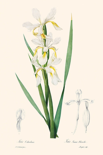 Gold-Banded Iris Botanical Illustration by Pierre-Joseph Redouté, 1827