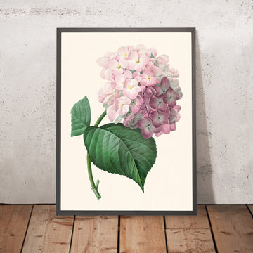 Illustration botanique d&