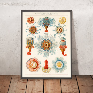 Medusa a tubo (Hydromedusen Rohrenquallen) di Ernst Haeckel, 1904 