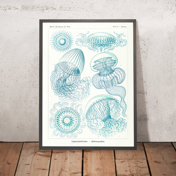 Meduse Eteree (Leptomedusae Faltenquallen) di Ernst Haeckel, 1904 