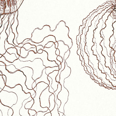 Ethereal Jellyfish (Leptomedusae Faltenquallen) by Ernst Haeckel, 1904