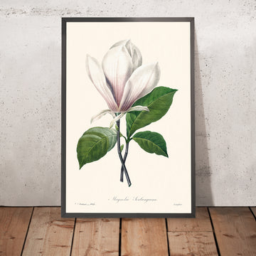 Ilustración botánica de Magnolia Soulangiana por Pierre-Joseph Redouté, 1827 