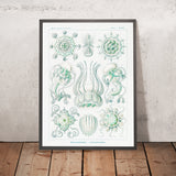 Kuppelförmige Quallen (Narcomedusae Spangenquallen) von Ernst Haeckel, 1904 