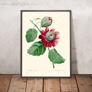 Illustration botanique de Passiflore Ailee par Pierre-Joseph Redouté, 1827 