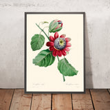 Passiflore Ailee Botanical Illustration by Pierre-Joseph Redouté, 1827