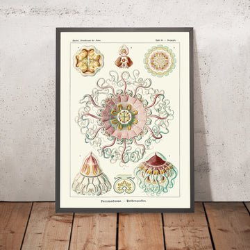 Medusa Simmetrica Rilassante (Peromedusae Talchenquallen) di Ernst Haeckel, 1904 