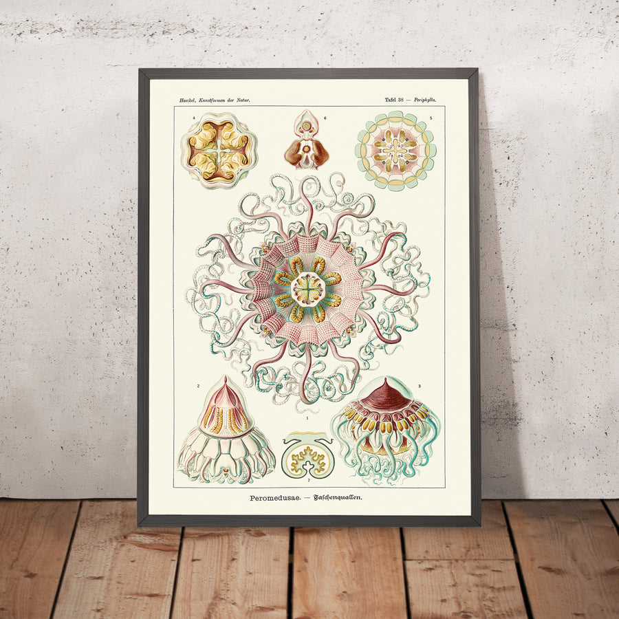 Medusa Simmetrica Rilassante (Peromedusae Talchenquallen) di Ernst Haeckel, 1904 