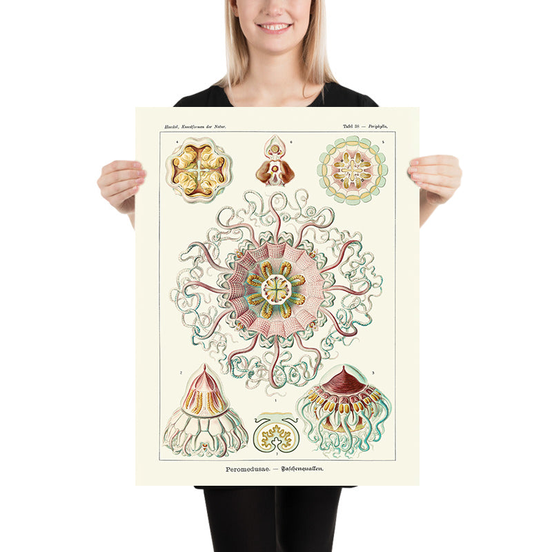 Medusa Simmetrica Rilassante (Peromedusae Talchenquallen) di Ernst Haeckel, 1904 