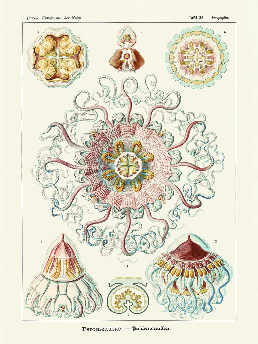 Medusa Simmetrica Rilassante (Peromedusae Talchenquallen) di Ernst Haeckel, 1904 