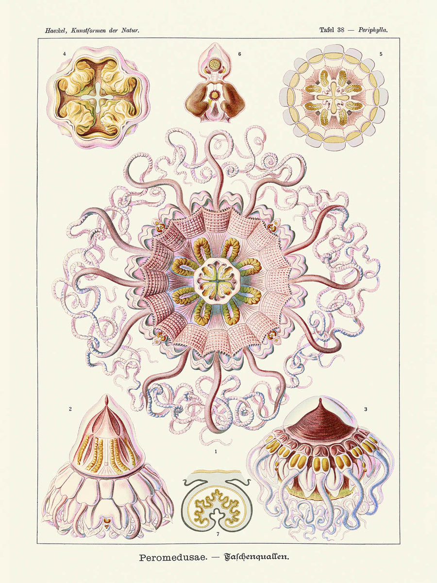 Medusa Simmetrica Rilassante (Peromedusae Talchenquallen) di Ernst Haeckel, 1904 