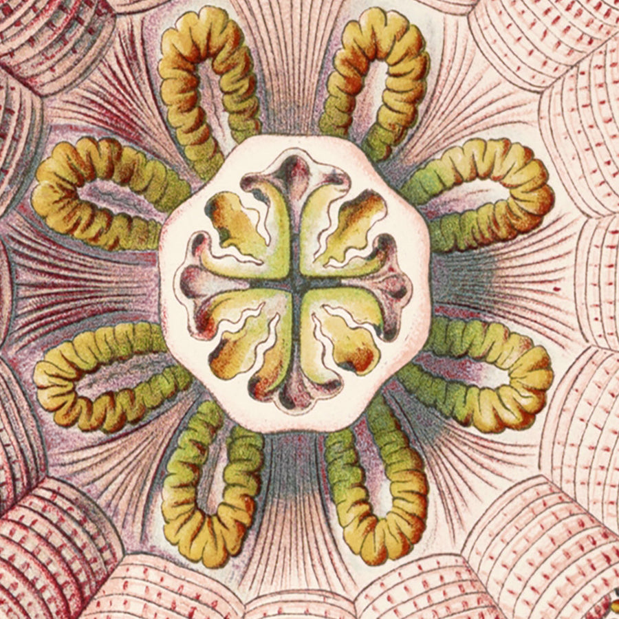 Medusa Simmetrica Rilassante (Peromedusae Talchenquallen) di Ernst Haeckel, 1904 