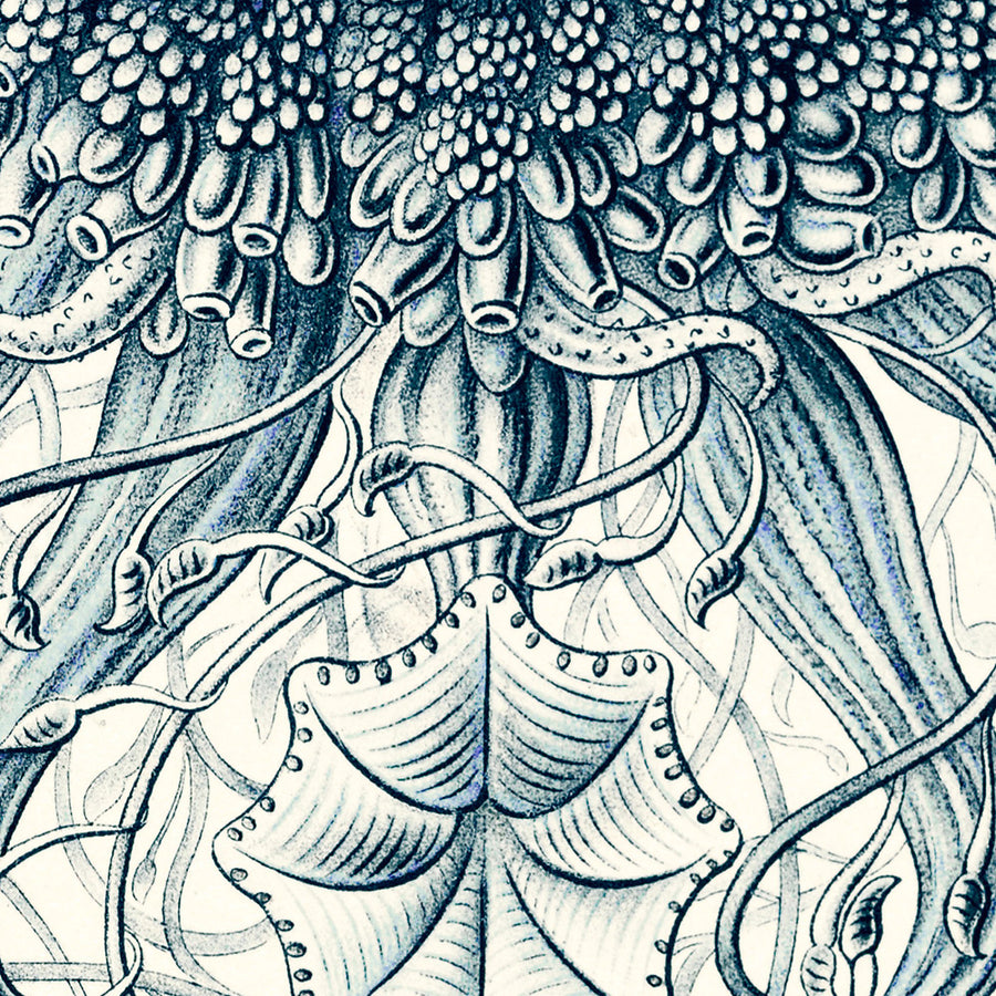 Molti Meduse Tentacolari (Siphonophorae Staatsquallen) di Ernst Haeckel, 1904 
