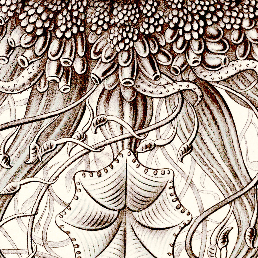 Molti Meduse Tentacolari (Siphonophorae Staatsquallen) di Ernst Haeckel, 1904 