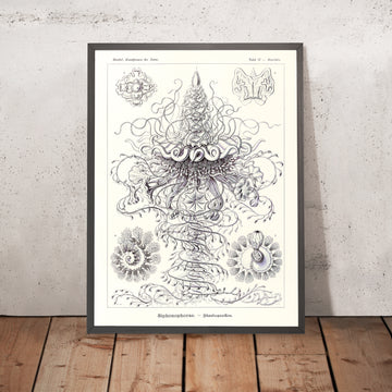 Viele Tentakelqualle (Siphonophorae Staatsquallen) von Ernst Haeckel, 1904 