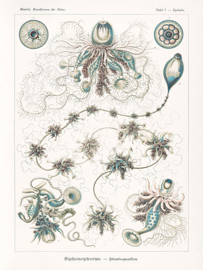 Long Alien Jellyfish (Siphonophorae Staatsquallen) by Ernst Haeckel, 1904
