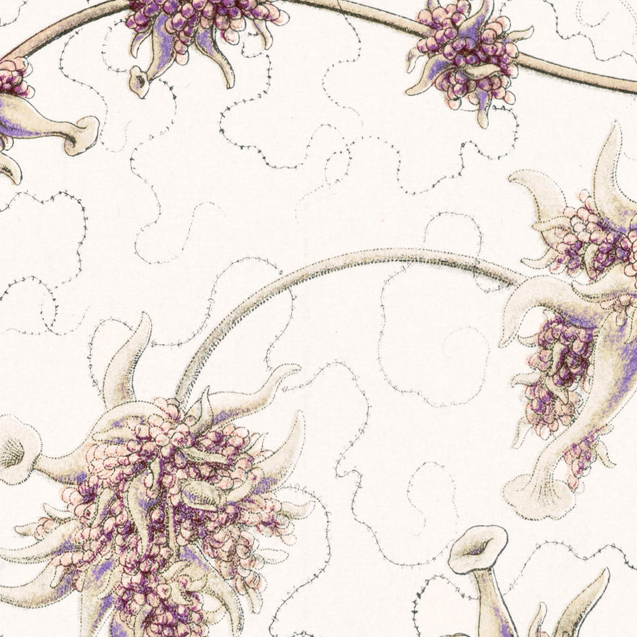 Medusa Alieno Lunga (Siphonophorae Staatsquallen) di Ernst Haeckel, 1904 