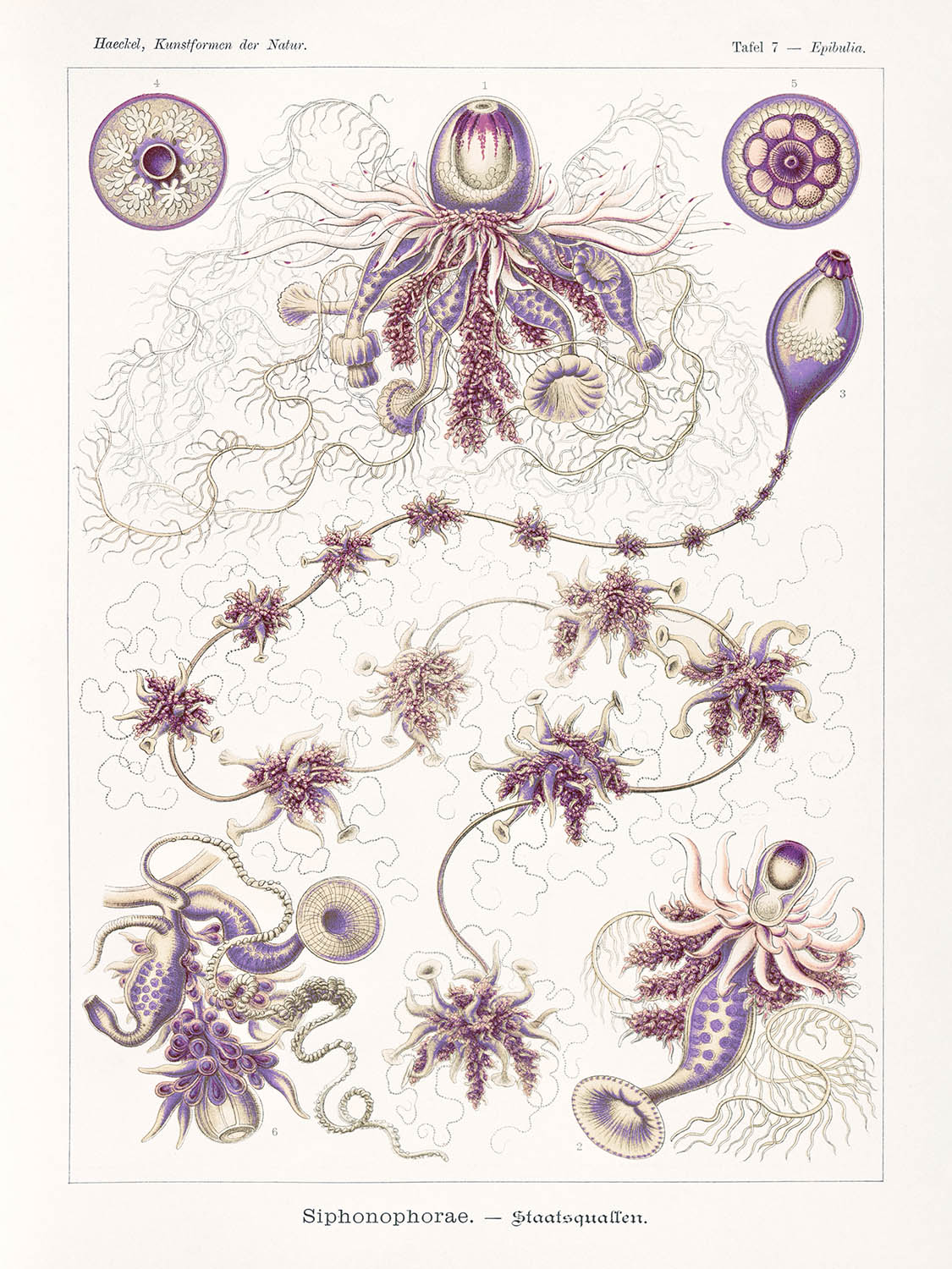 Long Alien Jellyfish (Siphonophorae Staatsquallen) by Ernst Haeckel, 1904