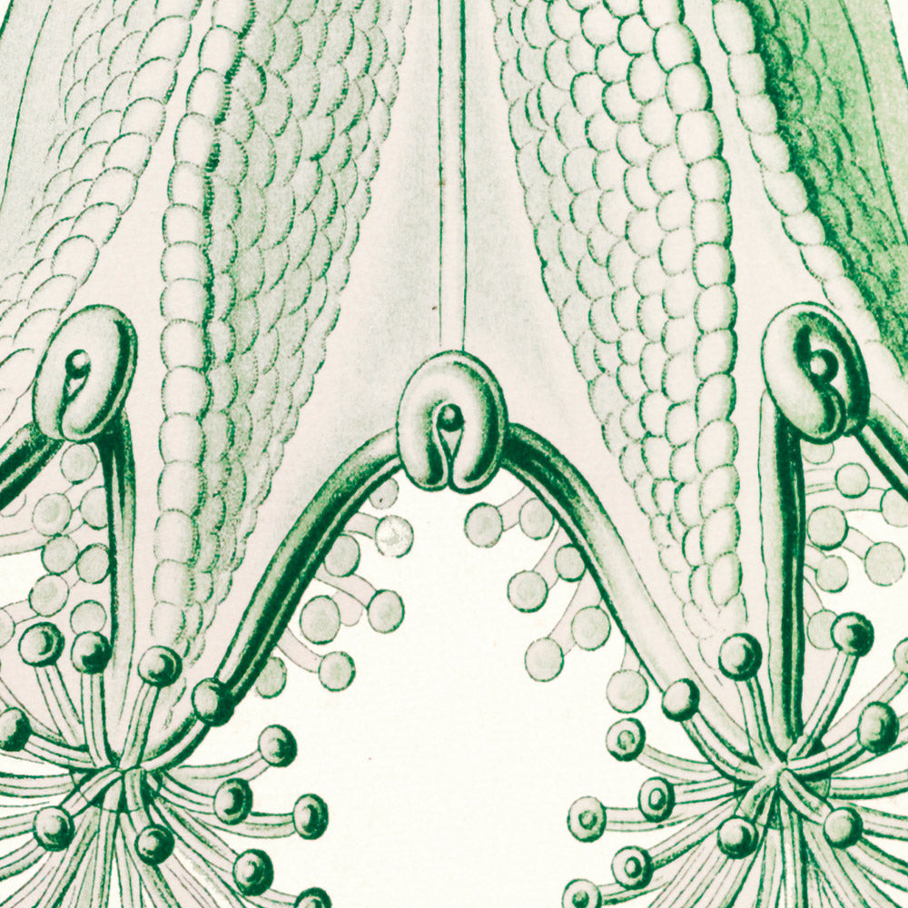 Star Shaped Jellyfish (Trachomedusae Kolbenquallen) by Ernst Haeckel, 1904