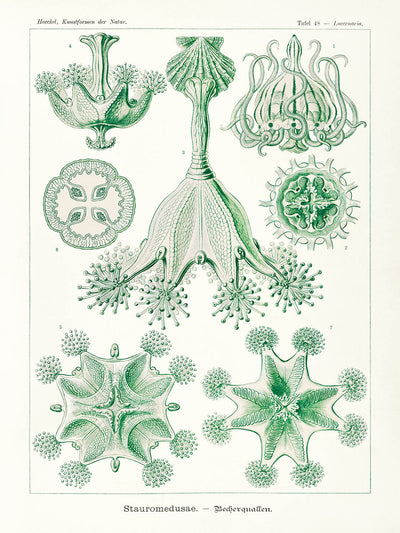 Star Shaped Jellyfish (Trachomedusae Kolbenquallen) by Ernst Haeckel, 1904
