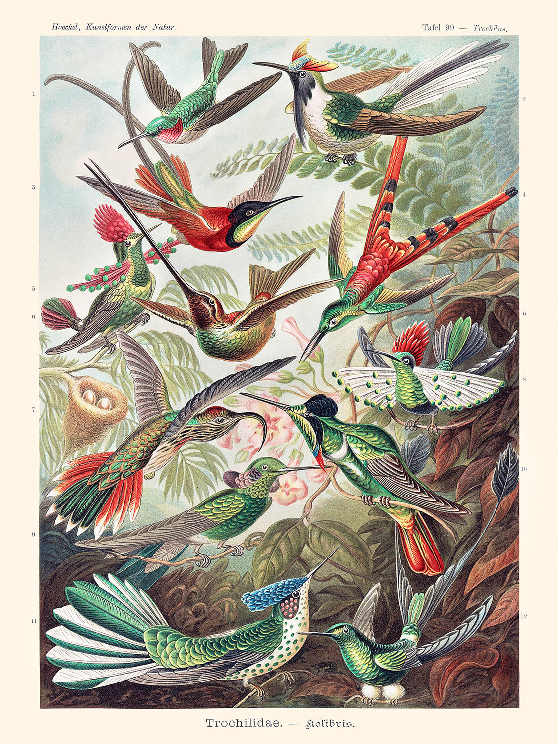 Hummingbirds (Trochilidae Kolibris) Illustration by Ernst Haeckel, 1904