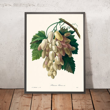 Illustration botanique du raisin blanc par Pierre-Joseph Redouté, 1827 