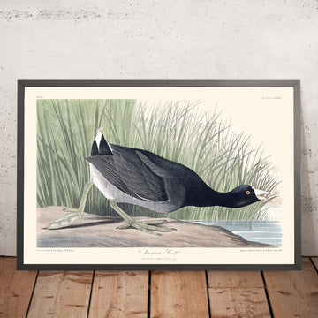 Amerikanischer Blässhuhn von John James Audubon, 1827 