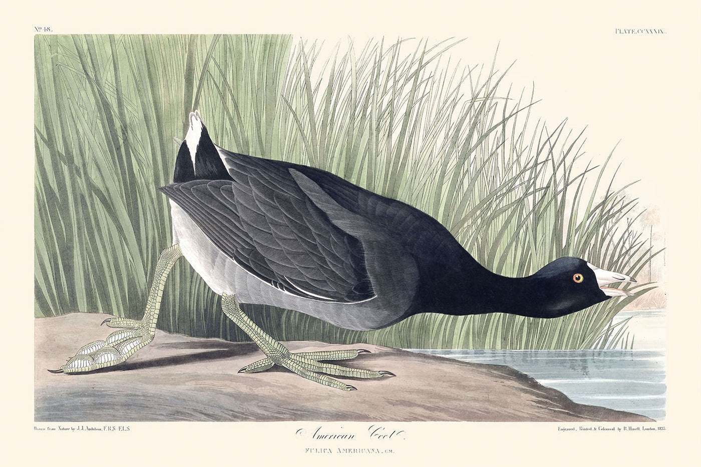 Amerikanisches Blässhuhn von John James Audubon, 1827