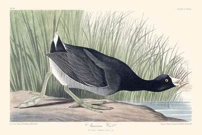 Focha americana, de John James Audubon, 1827