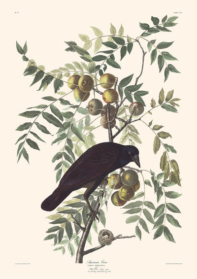 Cuervo americano, de John James Audubon, 1827