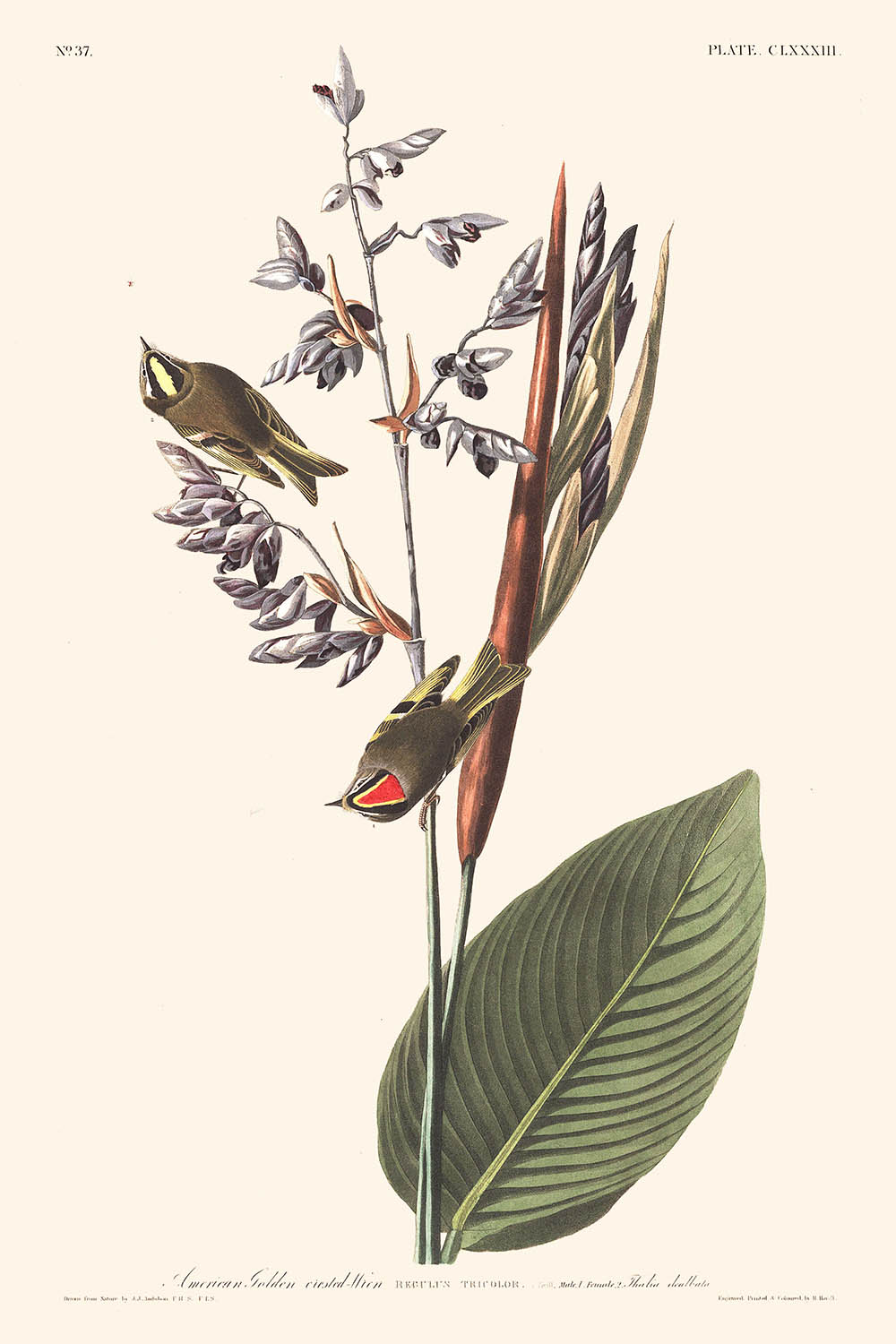 Amerikanischer Goldener Haubenzaunkönig von John James Audubon, 1827