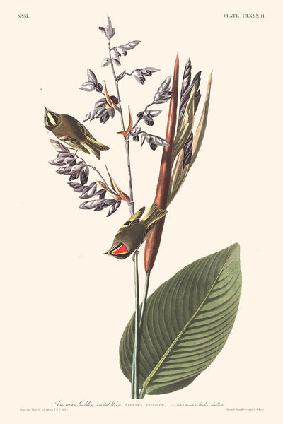 Troglodyte à crête dorée d'Amérique par John James Audubon, 1827