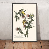 Amerikanischer Goldfinch von John James Audubon, 1827 