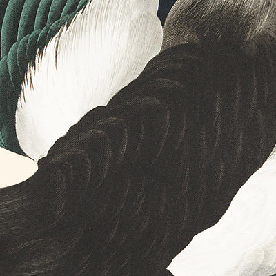 American Magpie by John James Audubon, 1827